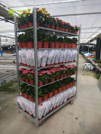 Scaffali danesi fiore dei carretti della serra di dovere di sollevamento e carrelli della pianta
