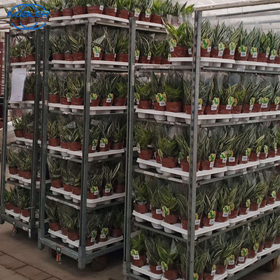 L'esclusiva di plastica del supermercato dello scaffale del carrello del fiore del carrello danese della mano utilizza i carrelli su misura
