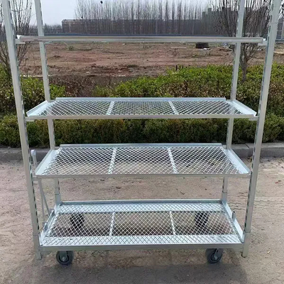 Galvanizzazione a caldo PP Caster 1350*565mm Cartone di fiori per le piante agricole Carrozzini danesi per la raccolta in serra Carrozzino