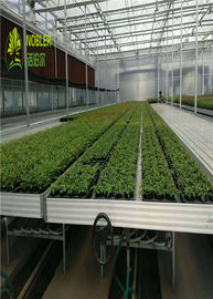 La serra idroponica della piantina dei vassoi coltiva i letti per il semenzaio/verdura delle piante