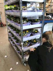 L'esclusiva di plastica del supermercato dello scaffale del carrello del fiore del carrello danese della mano utilizza i carrelli su misura